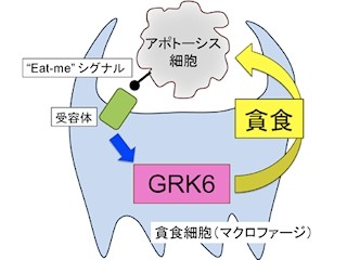 九大など、アポトーシス細胞を貪食細胞が食する仕組みの一端を解明