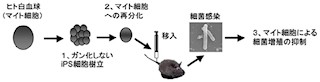 北大など、ヒト白血球の1種「マイト細胞」のiPS細胞化からの大量量産に成功