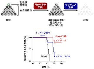 JSTと九大、タンパク質「Fbxw7」の抑制ががん幹細胞の根絶に有効と発見