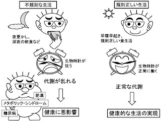 就寝前の食事や不規則な生活は分子生物学的にも肥満につながる - 産総研