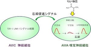 神経細胞は「忘却促進シグナル」の放出で記憶を積極的に忘れる - 九大など