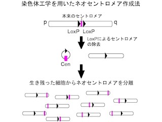 NIGなど、画期的な染色体工学で「セントロメア」の謎の一部を解明