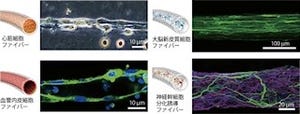 人工的に構築したひも状の細胞組織は移植などに非常に有効 - JSTと東大