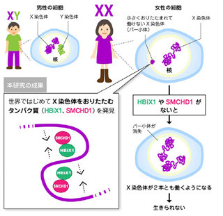 筋ジストロフィーなどの解明に期待 - 北大が不活性性染色体の仕組みを解明