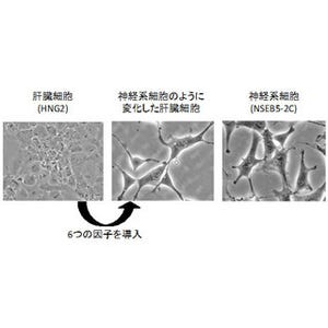 京大、iPS細胞の初期化における遺伝子の働きを評価する手法を開発