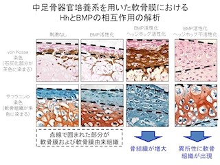 東大など、骨・軟骨前駆細胞の分化運命決定の制御機構の一部を解明