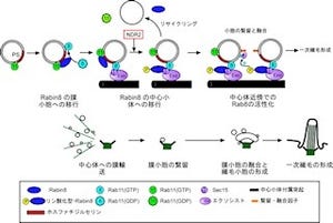 東北大、細胞表面のアンテナ「一次繊毛」の形成に関与する酵素を解明