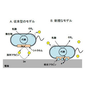 細胞から高効率に電子を引き抜くことが可能に -東大、微生物の仕組みを解明