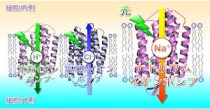 名工大など、光エネルギーでNaイオンを細胞から汲み出すタンパク質を発見