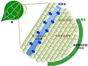 NAIST、植物は器官の大きさを一定のサイズに抑える仕組みを持つことを発見