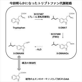 東大、放線菌から新しいトリプトファン代謝経路を発見