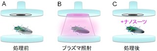 浜松医科大など、生きた生物を電子顕微鏡で観察できる革命的な技術を開発