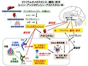 「アンジオテンシンII」が塩味感覚を変化させてNa+摂取量を制御する -九大