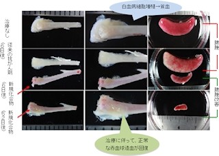 理研、幹細胞を含むヒト白血病細胞をほぼ死滅させられる低分子化合物を同定