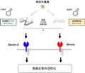 九大など、真菌から新しい免疫賦活化物質「アジュバント」を発見したと発表