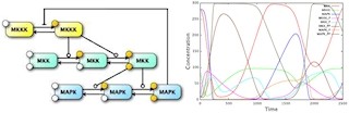 慶応大、SBMLに完全準拠した待望の生化学シミュレータの開発に成功