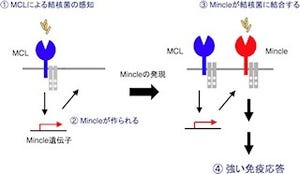 結核菌を感知する新しいセンサを発見し、その仕組みを解明 - 九大など