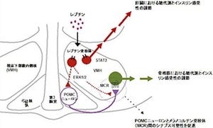 NIPS、糖代謝を調節するタンパク質ホルモン「レプチン」の作用機構を解明