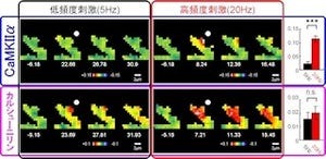 東大、新開発の「dFOMA法」でシナプス活動のリアルタイムな観察に成功