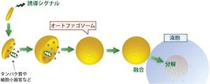 東工大、細胞の自食作用に必須の因子の採用機構を分子・原子レベルで解明