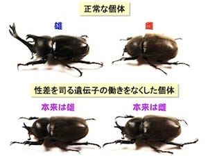 カブト虫のツノの形成は性差を司る「dsx遺伝子」が制御 - 名大が発見