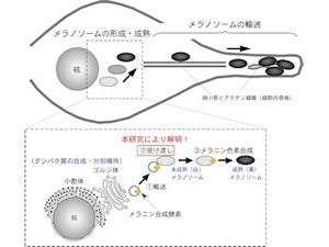 メラニン合成酵素の輸送の阻害が美白化に貢献する可能性あり - 東北大