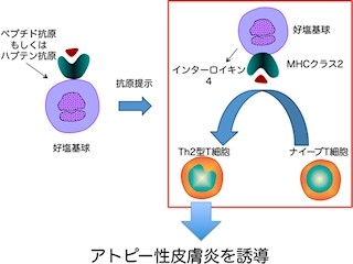 好塩基球が皮膚アレルギーの病態形成に関与している可能性 - 京大