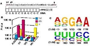 九大など、DNA/ゲノム編集に利用できる人工たんぱく質を開発可能に