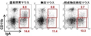 東大医科研など、「IgA抗体」を高産生する新しい細胞サブセットを同定