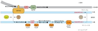 名大など、ミトコンドリアの機能に必須の物質を作る酵素を発見