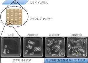 珪藻が卵か精子のどちらに分化するかは3つの要因で決まる - 東大が解明