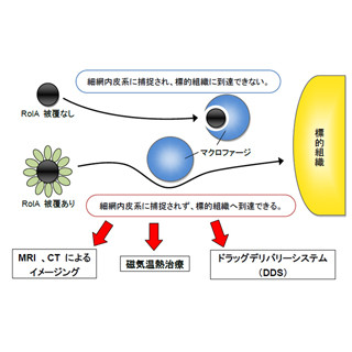 東北大、白血球などに捕捉されない免疫回避機能を持つ医療用ナノ粒子を開発