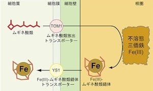 東大、鉄分不足の不良土壌でもトウモロコシがちゃんと育つためのカギを発見