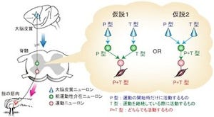 ものをつまむ動作で活動するのは大脳皮質だけではない? - NCNPなどが解明