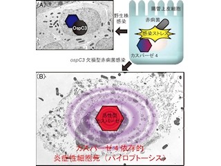 東大、赤痢菌などに感染された細胞が自殺する仕組みを解明