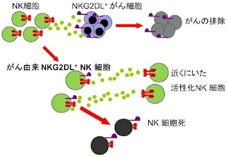 東北大、ナチュラルキラー細胞の細胞死の原因が「ドレス現象」と確認