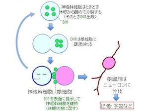 東大、ほ乳類の成体でも「神経幹細胞」が維持される仕組みを解明