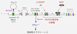 「視細胞」の変性と同細胞内で起こるタンパク質輸送異常に関連あり - OIST