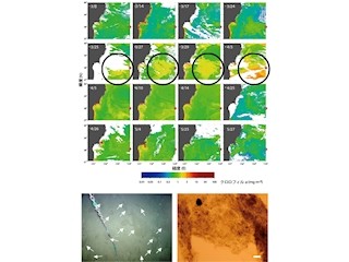 JAMSTECなど、震災から4カ月後に調査した7000m超の深海底の状況を報告