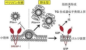 東大など、肥満につながる脂肪細胞の蓄積高に関する新たな知見を解明