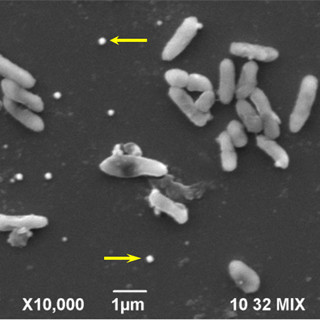 芝浦工大、自然界に存在する微生物を利用したレアメタル回収技術を開発