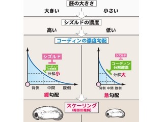 理研、生物の組織や器官のサイズが変化しても相似形を保てる仕組みを解明