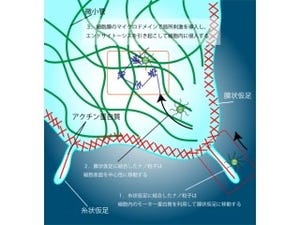 東北大、量子ドット+ウイルス由来ペプチドでナノロボットを開発