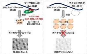 マイクロRNAが排卵の誘発に必須だった - 阪大が発見