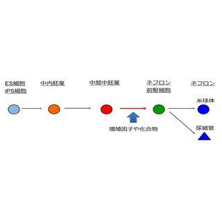 京大など、ネフロン前駆細胞をヒトiPS/ES細胞から高効率作製する方法を開発