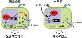 九大、植物の気孔開口に必要なK+チャネルの働きに必要な転写因子を発見