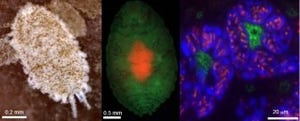 共生細菌のいる共生細菌を持つ昆虫の複雑な代謝経路を解明 - 産総研とOIST