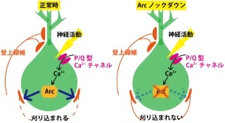 東大、シナプス刈り込みに前初期遺伝子「Arc」が必要なことを解明