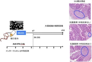 産総研、乳酸菌が腸管免疫を活性化する新たなメカニズムを発見