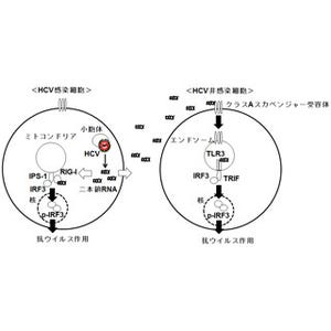 生体内のC型肝炎ウイルス量の減少に期待 -岡山大、HCV感染の認識機構を解明